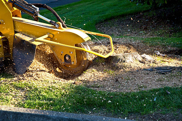 Best Sod Installation  in Pascoag, RI